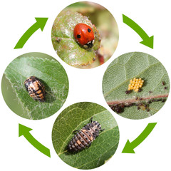 Life cycle of Two-spot ladybird or Adalia bipunctata. Stages of development from egg to adult insect - 207651030