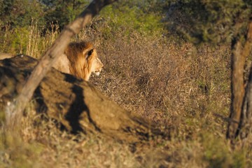 South African male lion