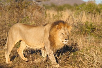 South African male lion