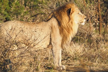 South African male lion