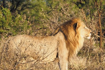 South African male lion