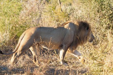 South African male lion