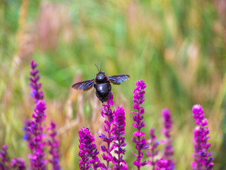 Bumblebee on purple flowers. Salvia officinalis. Herbal plant.