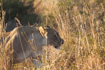 South African Lion
