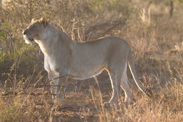South African Lion