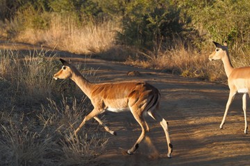 Safari sights