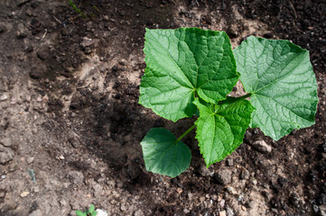 Concept of growing vegetable crops. Young cucumber sprouts  on the ground