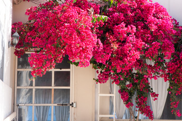 White window surrounded by blooming red bougainvillea