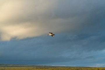 Galapagos Brown Pelican Pelecanus occidentalis