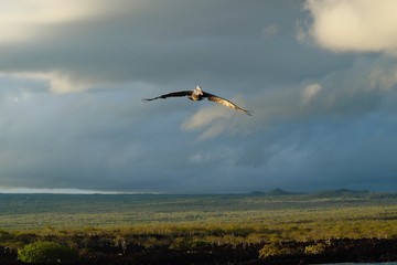 Fototapeta na wymiar Galapagos Brown Pelican Pelecanus occidentalis