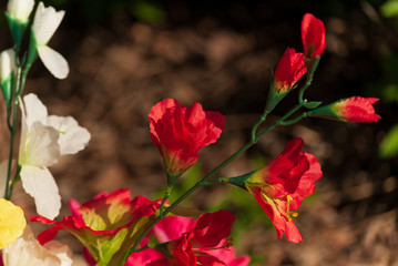 Obraz premium Vibrant Flowers