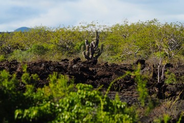 Galapagos Islands Landscape