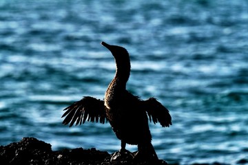 Galapagos Flightless Cormorant Phalacrocorax harrisi