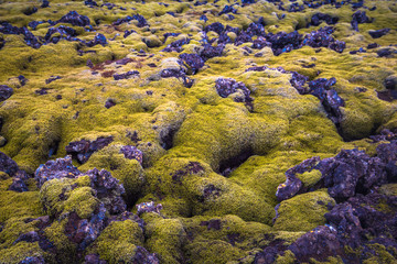 Fototapeta premium Blue Lagoon - May 09, 2018: Volcanic terrain at the Blue Lagoon thermal water spa, Iceland