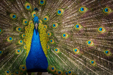 Obraz premium Peacock
