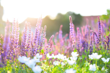 Lavender near the palace in the sunlight