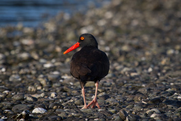 Oyster catcher