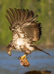 Eagle Feeding