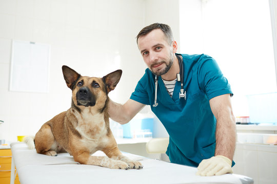 Young veterinarian and one of his patients having appointment in vet clinics