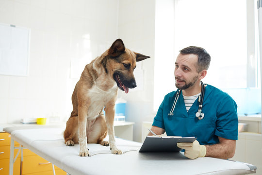 Young doctor making medical notes and showing document to his pet patient in clinics