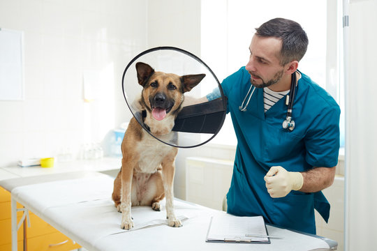 Veterinarian in uniform looking at his sick patient with funnel on neck before examination