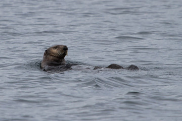 Fototapeta premium Sea Otter