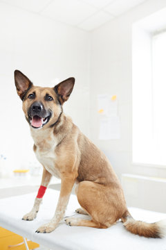 Shepherd dog with red bandage on its paw sitting on medical table with open mouth