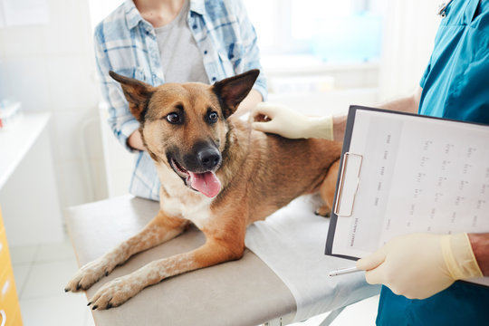 Cute shepherd dog looking at medical paper in gloved hand of veterinarian during appointment