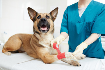 Gloved veterinarian binding paw of dog patient with red elastic bandage