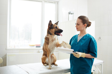 Young doctor holding paw of shepherd patient on medical table during appointment