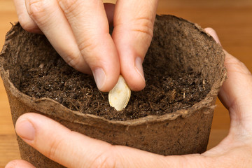 closeup hands planting seeds of zucchini