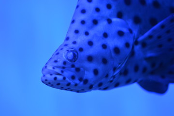 Blue spotted tropical fish