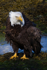 Standing Bald Eagle 