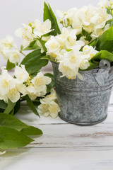  jasmine flowers  on white background.