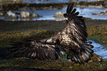 Eagle Landing