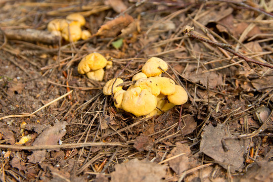 small chanterelles in the forest in late spring.The first collection of mushrooms