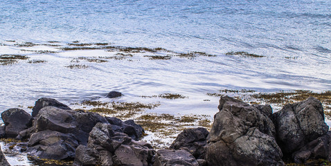 Icelandic wilderness - May 08, 2018: Seals in the wilderness of Iceland
