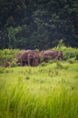 Wild Elephants