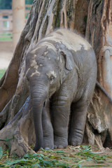 Obraz premium Baby Elephant