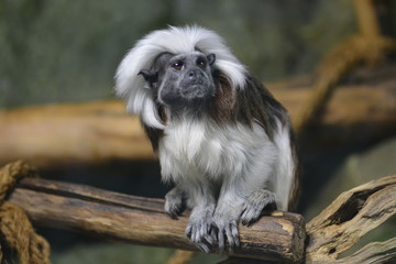 Black and white pygmy marmoset