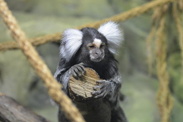 Pygmy marmoset on a tree branch