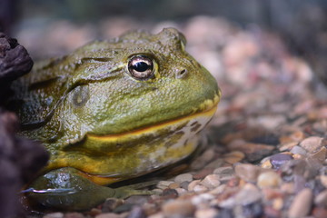 Green toad-bull side view