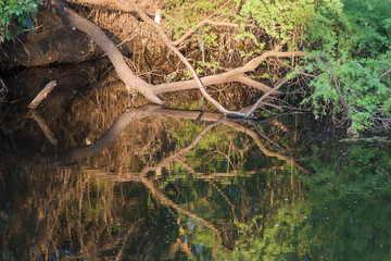 branches reflected in swampy water