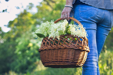 Woman with wicker basket is harvesting elderberry flower