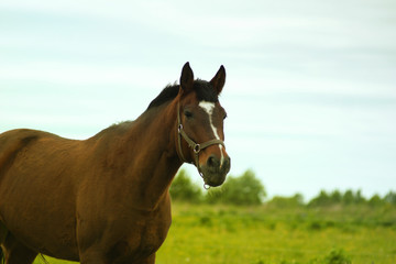 Horses for a walk