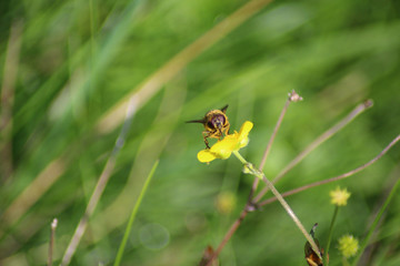 Biene