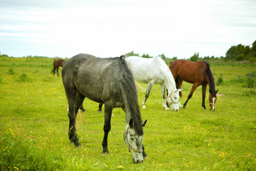 Obraz premium Horses for a walk