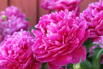 Pink flowers peony