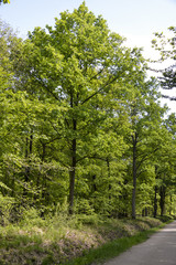 Chêne pédonculé, Quercus robur, Forêt de Sénart, Essonne, 91