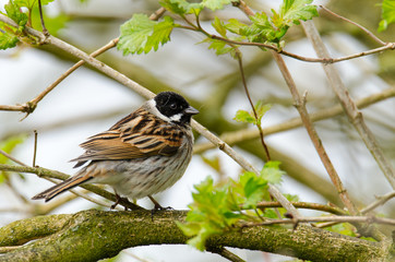 A garden bird perches on a tree branch
